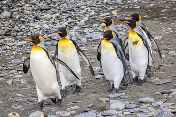 Obraz premium Marching King Penguins (Aptenodytes patagonicus), Fortuna Bay, South Georgia 