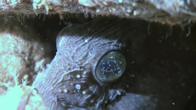 Observe the Atlantic Catfish, also known as Sea Wolf or Sea Cat, in its natural habitat. Close up view of Anarhichas lupus face while residing by the reef during the day.