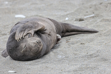 Southern Fur Seal ( Arctocephalus ), South Georgia, South Atlantic	