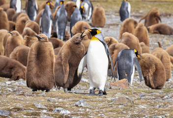 Colony of King Penguins and chicks (Aptenodytes patagonicus), Fortuna Bay, South Georgia	
