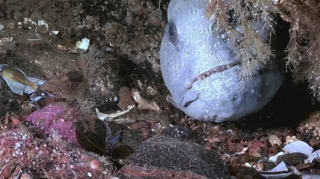 This shows Atlantic wolffish, Anarhichas lupus, also known as sea wolf or sea cat. Fish is nestled among rocks and seaweed on ocean floor. It waits patiently, barely moving, in its natural habitat.
