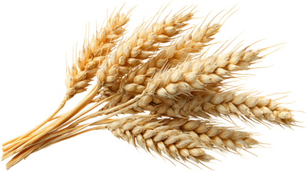 Bundle of ripe wheat stalks isolated on transparent background
