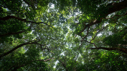 Green wallpaper of lush jungle canopy