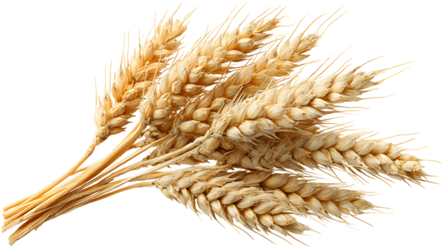 Bundle of ripe wheat stalks isolated on transparent background