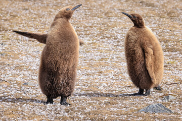 Pair of King Penguin chicks (Aptenodytes patagonicus), Fortuna Bay, South Georgia	
