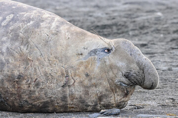 Southern Elephant Seal (Mirounga leonina), South Georgia, South Atlantic	