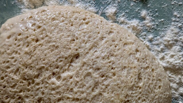 A top-down shot of an active, bubbly sourdough starter (leaven) or high-hydration dough rising on a floured surface. - Powered by Adobe