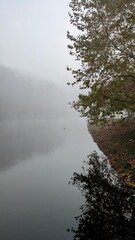 Fototapeta premium A tranquil, foggy lake scene in late autumn with a lone duck, a tree branch reflection, and a mysterious mist.