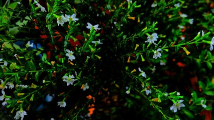 The lush plant features delicate details of small white flowers and bright green leaves (2)