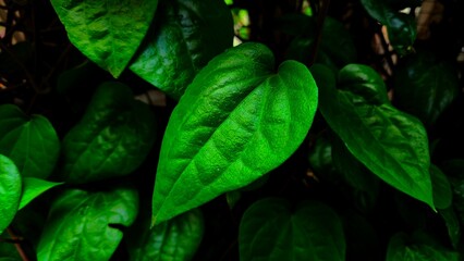 fresh and textured green betel leaves, lush and dark