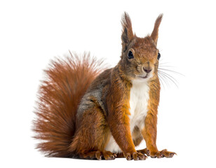 Fototapeta premium A ginger squirrel with a bushy tail sits attentively against a black backdrop, looking forward