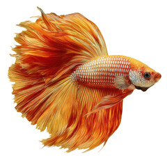 Fototapeta premium Golden Jewel of the Deep: A captivating close-up of a vibrant betta fish, showcasing its radiant, flowing fins in mesmerizing detail. Witness the elegance of this aquatic gem.