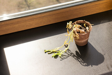 Wilted seedling in a peat pot on a windowsill. Represents lack of watering, a forgotten houseplant, or the difficulty of plant care during a long vacation.