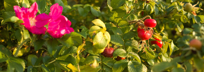 briar, wild rose, wild brier,  red and yellow flowers, rosehip fruit
