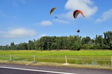 Paragliding over paddy fields of Kashmir India