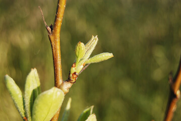 Fototapeta premium Pear tree