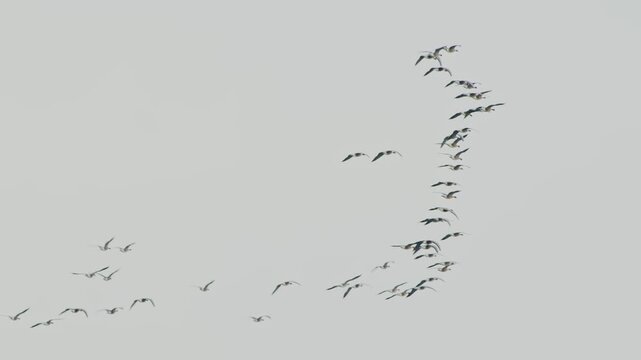 A wide shot of a large flock of migratory birds, possibly geese or cranes, flying in a classic V formation. The birds are silhouetted against a bright, overcast sky