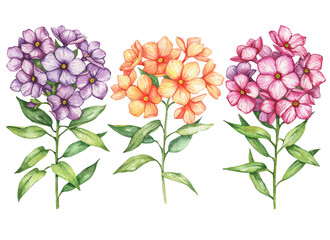Watercolor set of phlox flowers, hand drawn illustration, colorful floral elements isolated on white background.