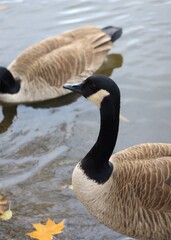 Canada goose relaxing in the river