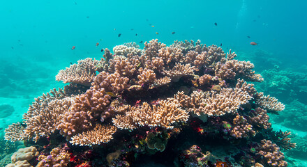 Thriving Coral Reef Ecosystem with Colorful Fish