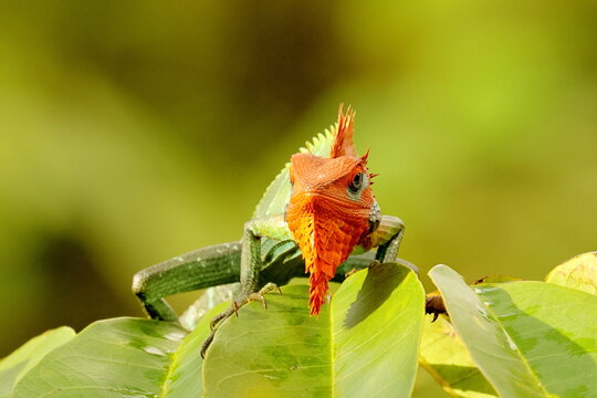 chameleon on a branch
