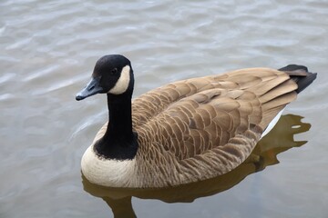 Canada goose relaxing in the river
