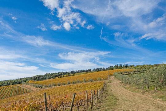Nuvole bianche sul vigneto