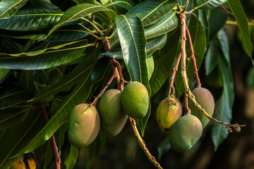 Close-up of unripe green mangoes hanging from a leafy branch of a mango tree. The vibrant foliage is bathed in sunlight, highlighting the details of the fruit and leaves in a natural, tropical setting