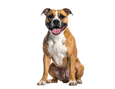 A happy brown and white dog sits upright, tongue out and smiling on a stark black background