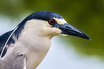 A Black-crowned Night-Heron (Nycticorax nycticorax) stands on a grassy bank. This nocturnal bird, with its striking black, white, and grey plumage, is a common sight in wetlands worldwide.