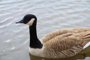 Fototapeta premium Canada goose relaxing in the river