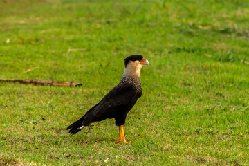 A Southern Crested Caracara (Caracara plancus) walks across a vibrant green, grassy field. This adaptable South American bird of prey is captured in profile, showcasing its distinct features.