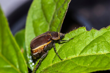 Extreme macro of a native Brazilian beetle, Leucothyreus albopilosus. This detailed shot reveals its lamellate antennae, hairy body, and distinct yellow stripes on the pronotum while perched on a leaf