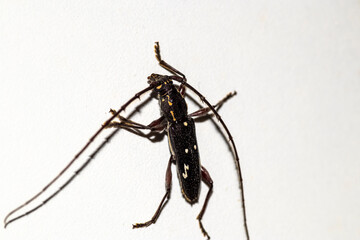 Stunning macro of Ambonus interrogationis, the 