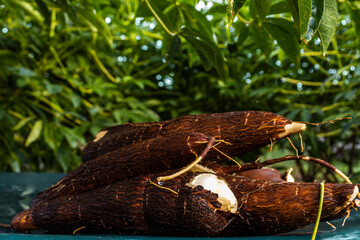 Cassava root on a plastic table with the manioc plantation on the farm in Brazil