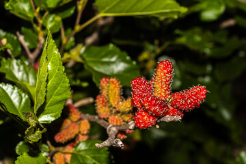 Close up of black mulberry berries (Morus nigra) ripen on a tree branch in Brazil. Selective focus