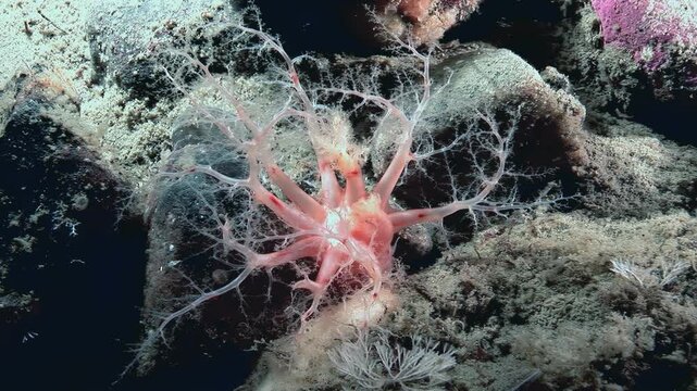 A beautiful orange sea cucumber, also known as Cucumaria miniata, uses its feathery tentacles to catch plankton in the cold waters of the Arctic. It is a mesmerizing display of nature.