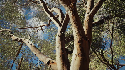 Sunlight filters through the dense canopy, illuminating the textured bark of a towering tree. Surrounding greenery adds a vibrant, serene atmosphere in this enchanting forest setting.