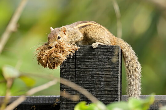 squirrel in the park