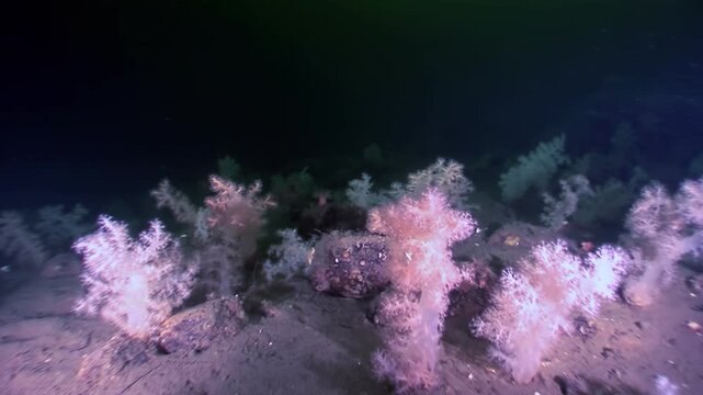 Exploring the depths of the Arctic Ocean, unusual soft corals and a starfish can be seen clinging to rocks. This fascinating world teems with life even in freezing waters.