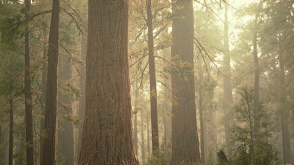 Sunlight filters through tall trees, creating a dreamlike atmosphere in the forest. The mist adds a touch of mystery, enhancing the serene beauty of natures giants.