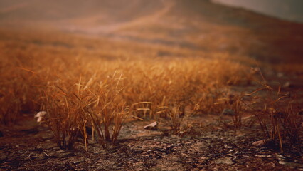 Golden grasses sway gracefully in the warm autumn light, enveloping the countryside in a peaceful embrace. Natures beauty shines as dry earth complements the vibrant landscape.