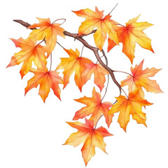 Autumn Maple Branch: A vibrant and colorful watercolor illustration of a maple branch, showcasing the beauty of autumn with its striking, changing leaves.