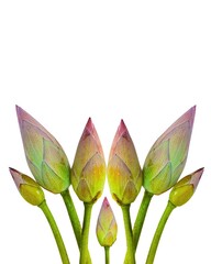 Lotus Flower Buds Isolated PNG - Indian Puja Decoration Sacred Floral Element A high-resolution PNG...