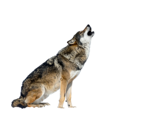 A lone wolf sits howling against a stark black background, fur textured and mottled in various shades of brown and grey