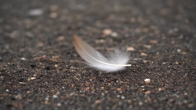 A single, delicate downy feather lies abandoned on the dark textured ground, a symbol of lightness and lost flight
