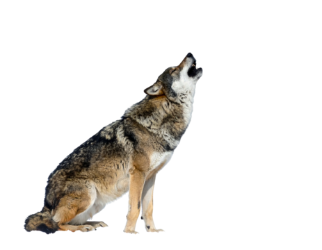 A lone wolf sits howling against a stark black background, fur textured and mottled in various shades of brown and grey
