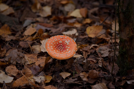 A fully opened Amanita muscaria red cap of a mushroom surrounded by dry brown fallen autumn leaves. 