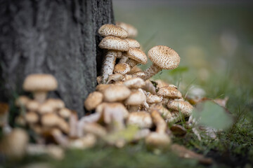 large cluster of Shaggy Scalycaps (Pholiota squarrosa) mushrooms growing at the base of a tree...
