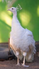 portrait of white peacock in the afternoon